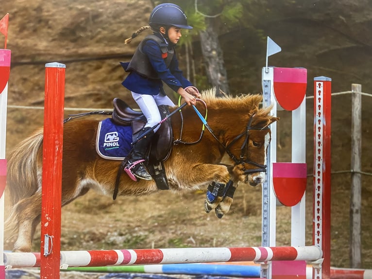 Poni clásico Caballo castrado 11 años 100 cm Alazán in Bosque, El (Urbanizacion)