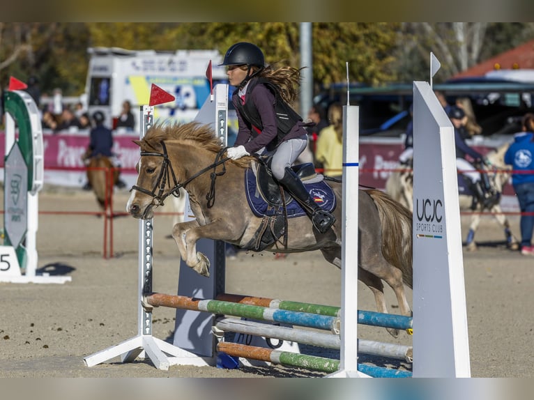 Poni clásico Caballo castrado 11 años 100 cm Alazán in Bosque, El (Urbanizacion)