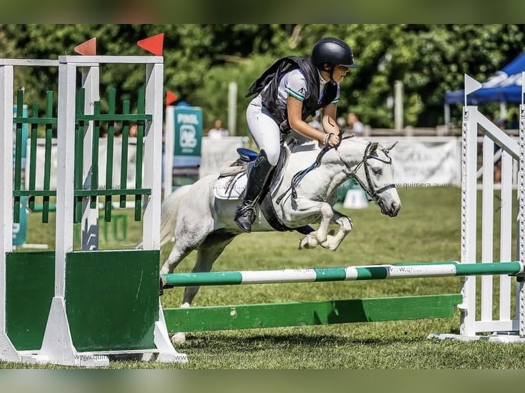 Poni clásico Caballo castrado 11 años 110 cm Pío in Chiclana De La Frontera