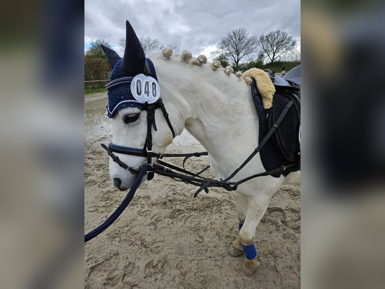 Poni clásico Mestizo Caballo castrado 11 años 116 cm Tordo in Buggingen