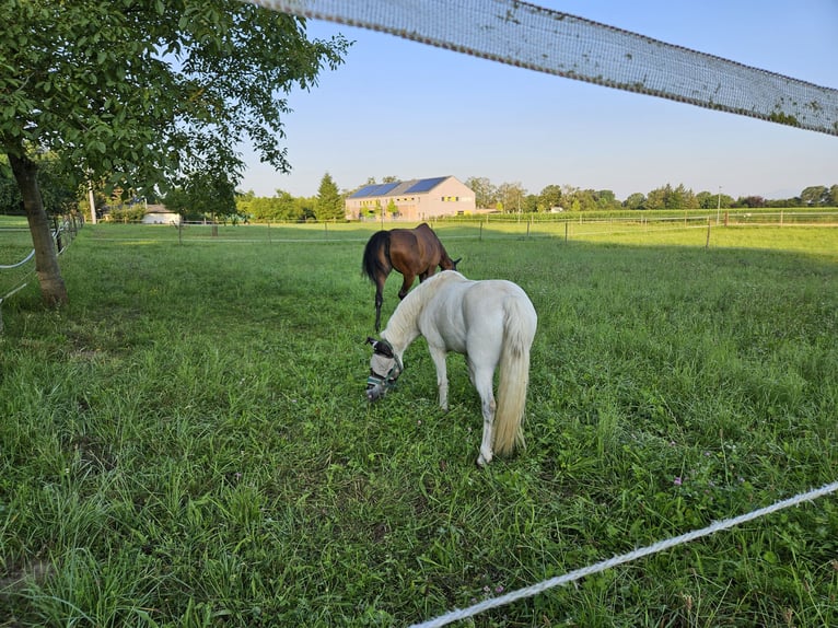 Poni clásico Mestizo Caballo castrado 11 años 116 cm Tordo in Buggingen