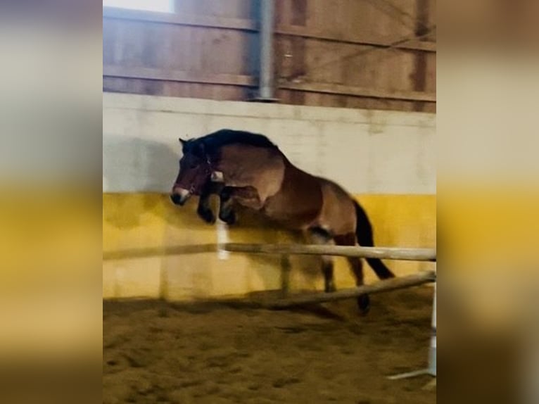 Poni clásico Mestizo Caballo castrado 11 años 140 cm Castaño in St.Georgen an der Gusen