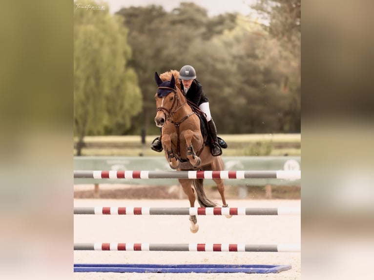 Poni clásico Caballo castrado 11 años 149 cm Alazán in Mons