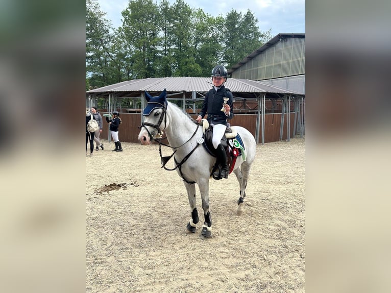 Poni clásico Caballo castrado 11 años  in Slaný