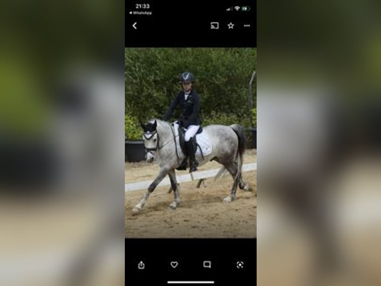 Poni clásico Caballo castrado 11 años Tordo in Tabeaio (San Marti&#xF1;o)