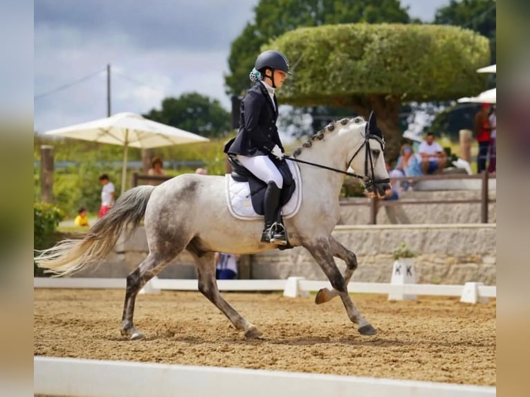 Poni clásico Caballo castrado 11 años Tordo in Tabeaio (San Marti&#xF1;o)