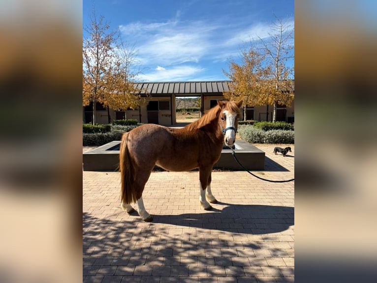 Poni clásico Mestizo Caballo castrado 12 años 120 cm Alazán in San Mart&#xED;n de la Vega
