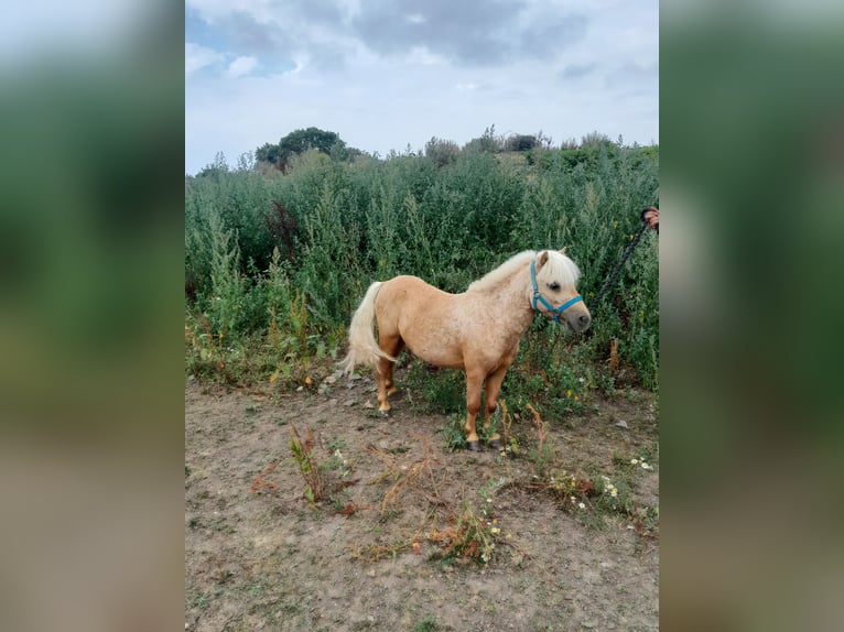 Poni clásico Mestizo Caballo castrado 12 años 88 cm Palomino in Beynes