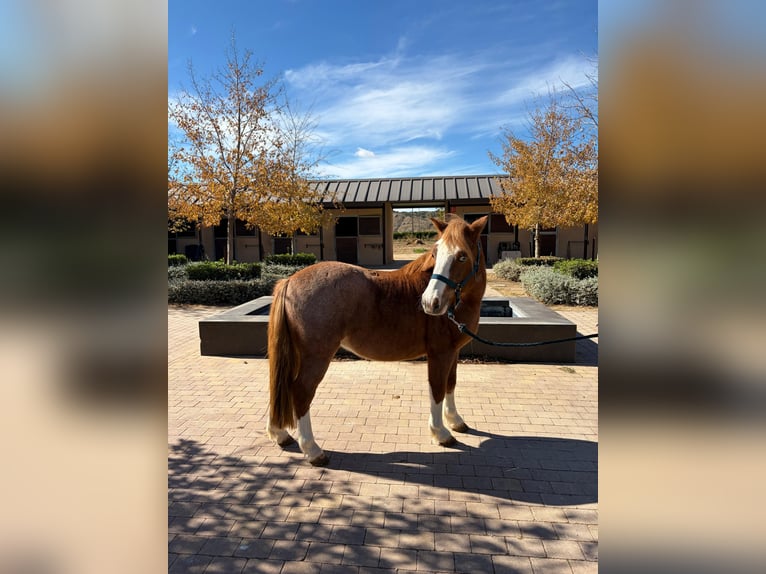 Poni clásico Mestizo Caballo castrado 13 años 120 cm Alazán in San Martín de la Vega