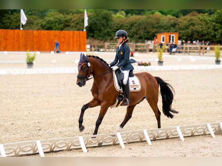 Poni clásico Caballo castrado 13 años 148 cm Castaño oscuro in Sant Marti Vell