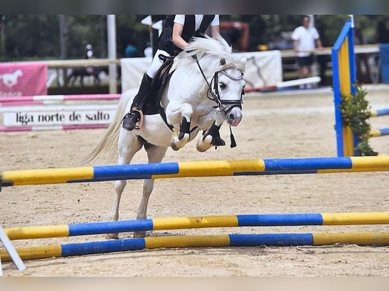 Poni clásico Caballo castrado 14 años 108 cm Tordo in Pola De Siero