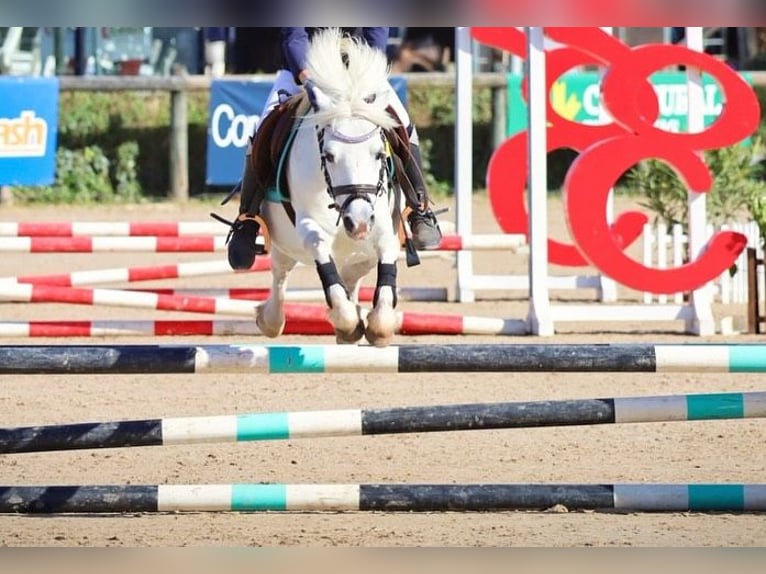 Poni clásico Caballo castrado 14 años 108 cm Tordo in Pola De Siero