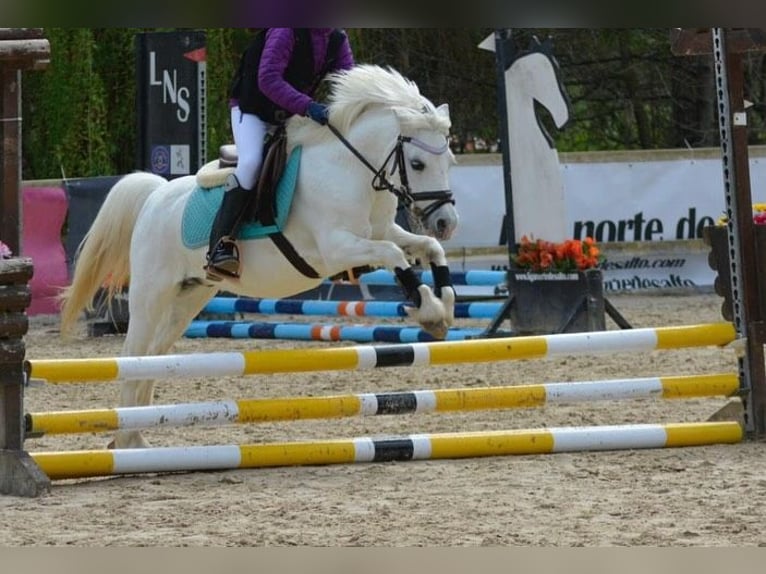 Poni clásico Caballo castrado 14 años 108 cm Tordo in Pola De Siero
