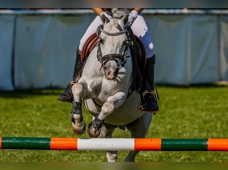 Poni clásico Caballo castrado 14 años 108 cm Tordo in Pola De Siero