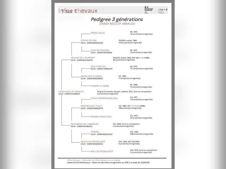 Poni clásico Caballo castrado 14 años 148 cm Bayo in Chauffry