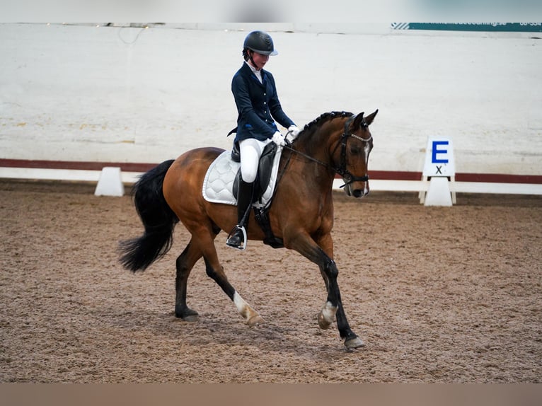 Poni clásico Caballo castrado 14 años 148 cm Castaño claro in Stockholm