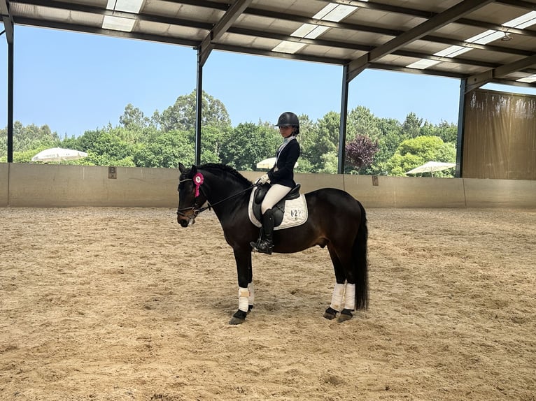 Poni clásico Caballo castrado 15 años 136 cm Castaño oscuro in A Coruña