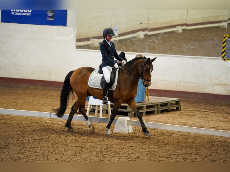 Poni clásico Caballo castrado 15 años 148 cm Castaño claro in Stockholm