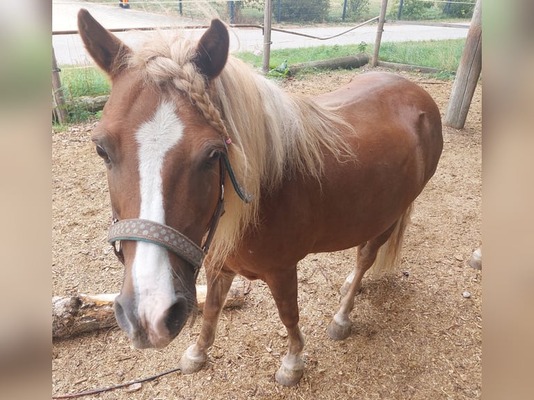 Poni clásico Caballo castrado 16 años 115 cm Alazán in Neuching