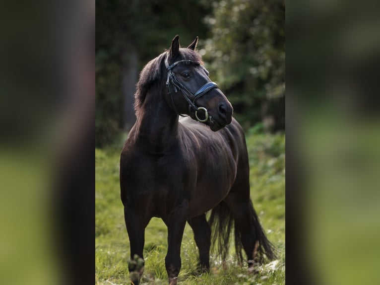 Poni clásico Caballo castrado 16 años 135 cm Castaño oscuro in Kaunas