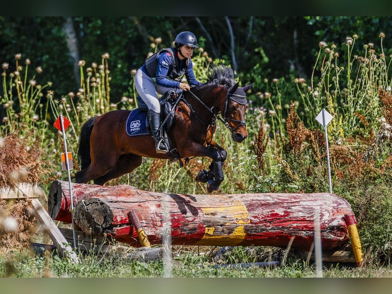 Poni clásico Caballo castrado 18 años 139 cm Castaño oscuro in Bosque, El (Urbanizacion)