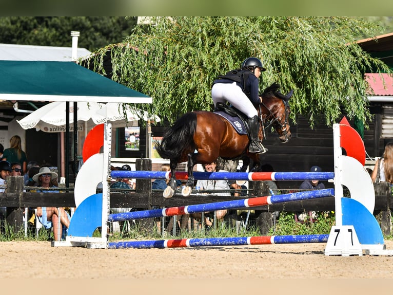 Poni clásico Caballo castrado 18 años 139 cm Castaño oscuro in Bosque, El (Urbanizacion)