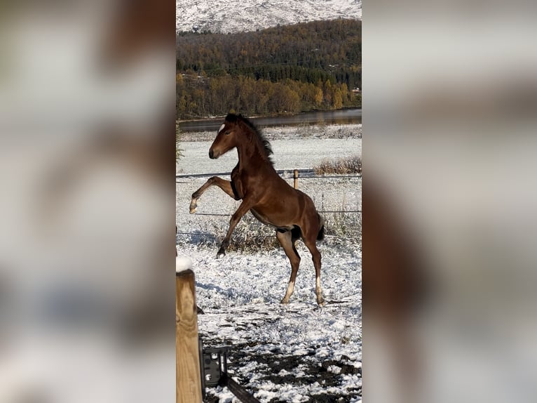 Poni clásico Caballo castrado 1 año 148 cm Castaño in Valnesfjord