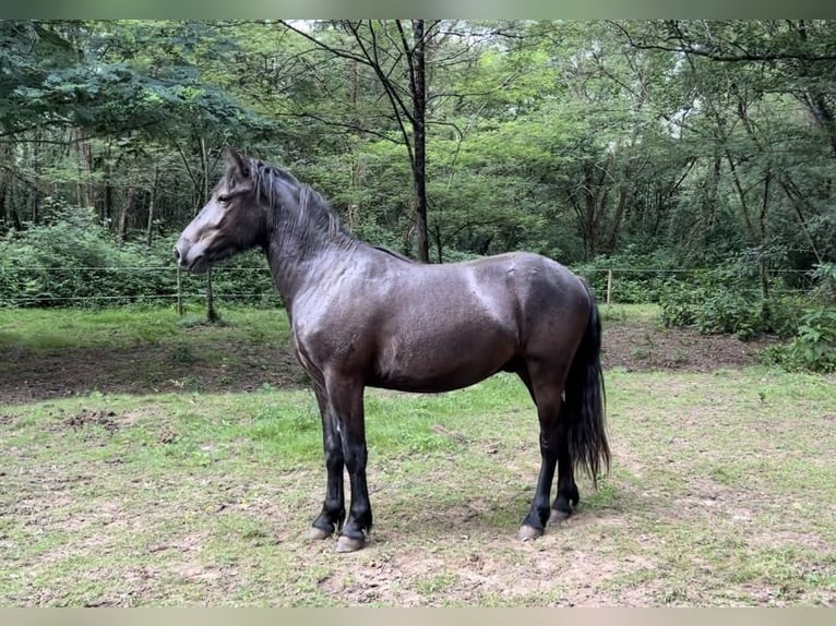 Poni clásico Caballo castrado 2 años in Bonnut