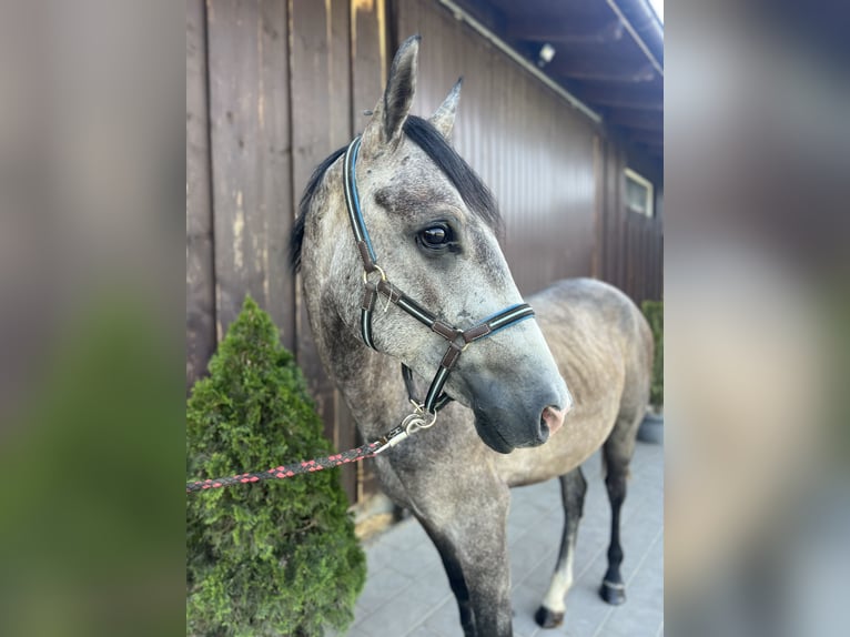 Poni clásico Caballo castrado 3 años 150 cm Musgo marrón in Helpfa
