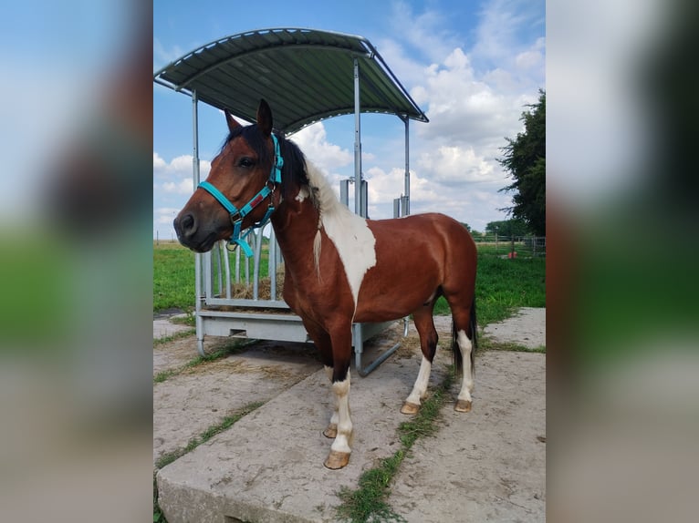 Poni clásico Mestizo Caballo castrado 4 años 120 cm Pío in Leisnig