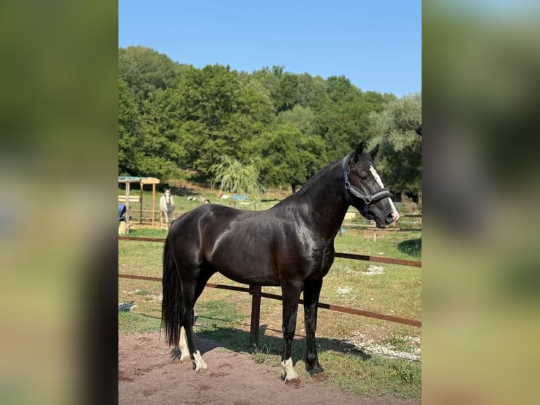 Poni clásico Caballo castrado 4 años 146 cm Negro in Lido Di Ostia Levante