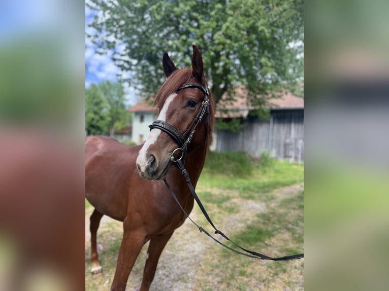 Poni clásico Caballo castrado 4 años 155 cm  in Uttendorf
