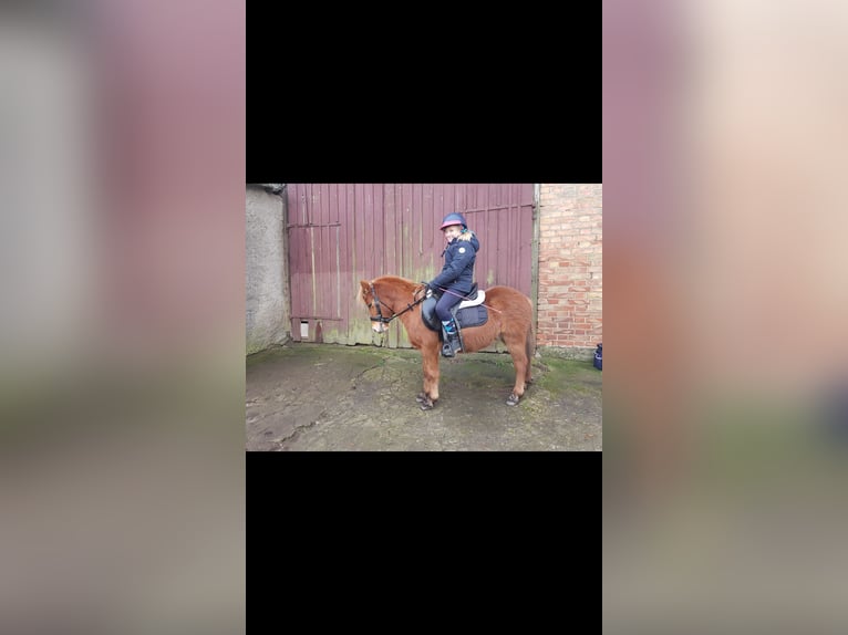 Poni clásico Caballo castrado 5 años 112 cm Alazán in Schwasdorf