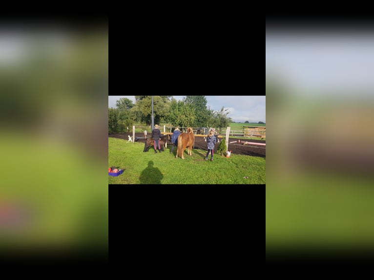 Poni clásico Caballo castrado 5 años 112 cm Alazán in Schwasdorf