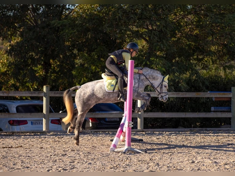 Poni clásico Caballo castrado 5 años 124 cm Tordo in Xabia/Javea