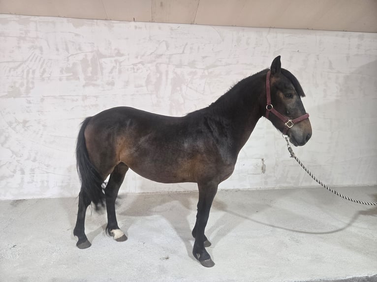 Poni clásico Caballo castrado 5 años 140 cm Castaño in Chavannes sur reyssouze