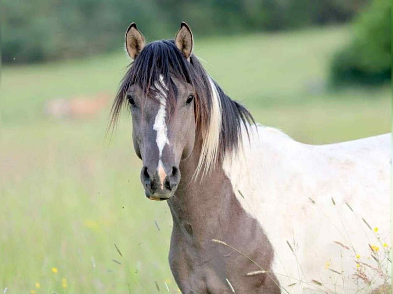 Poni clásico Caballo castrado 5 años 140 cm Pío in Zuienkerke