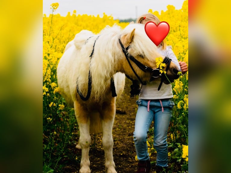 Poni clásico Caballo castrado 6 años 110 cm Palomino in Loxstedt