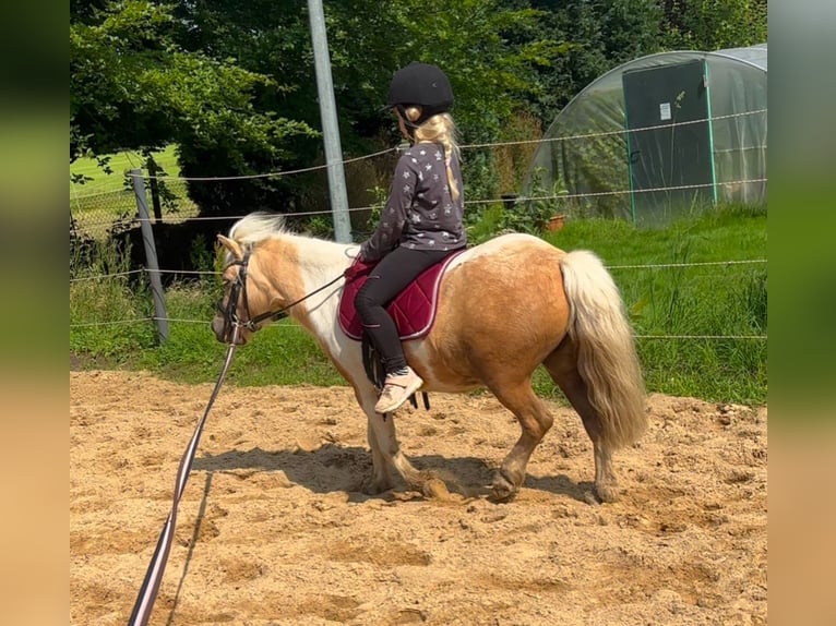 Poni clásico Caballo castrado 6 años 110 cm Palomino in Loxstedt