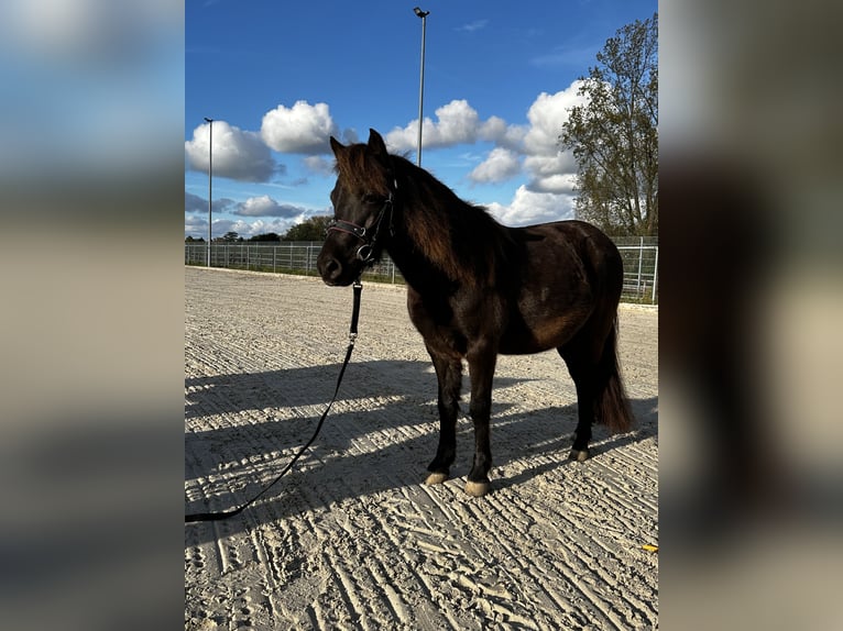 Poni clásico Caballo castrado 6 años 111 cm Morcillo in Köln