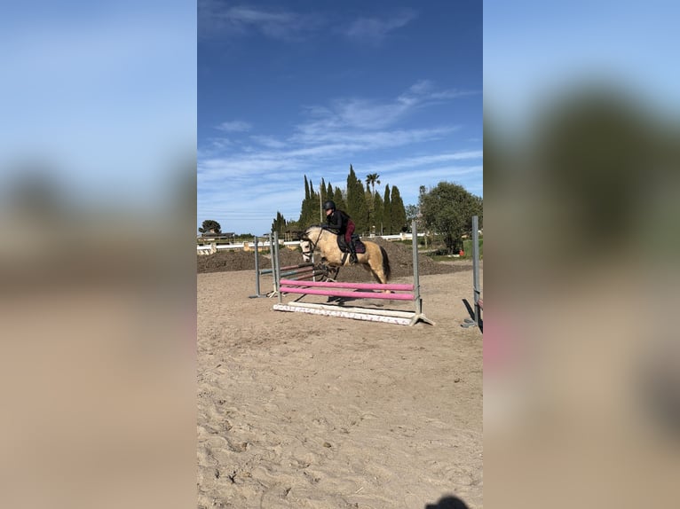 Poni clásico Caballo castrado 6 años 123 cm Bayo in Els Poblets