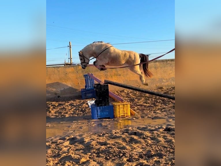 Poni clásico Caballo castrado 6 años 123 cm Bayo in Els Poblets