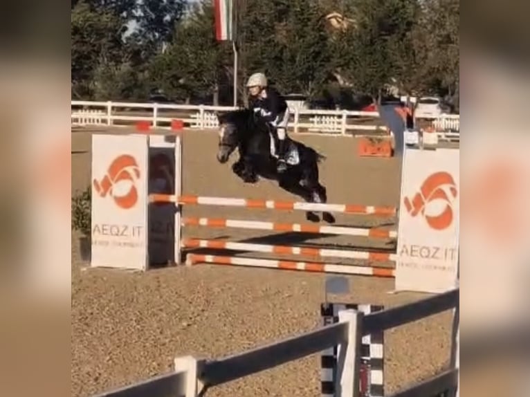 Poni clásico Caballo castrado 6 años 145 cm Tordo in Ariccia provincia di Roma