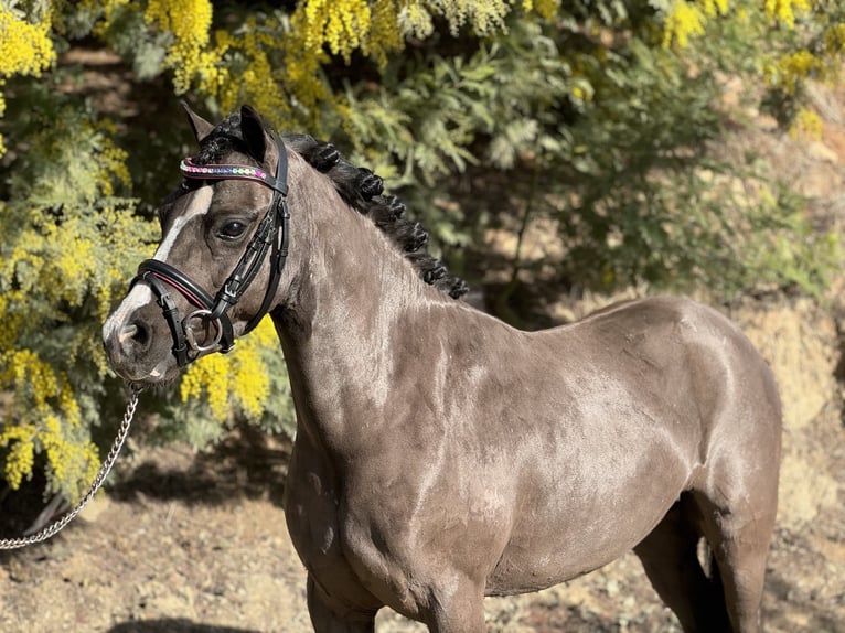 Poni clásico Caballo castrado 7 años 123 cm Negro in Riudarenes