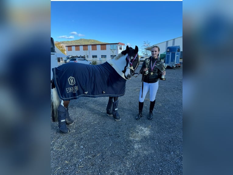 Poni clásico Mestizo Caballo castrado 7 años 145 cm in Bad&#xED;n