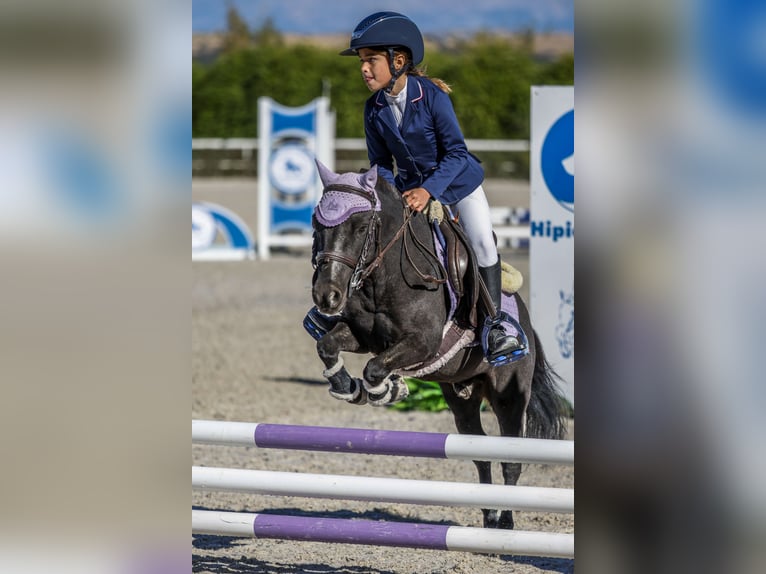 Poni clásico Mestizo Caballo castrado 8 años 105 cm Castaño oscuro in LAS ROZAS DE MADRID