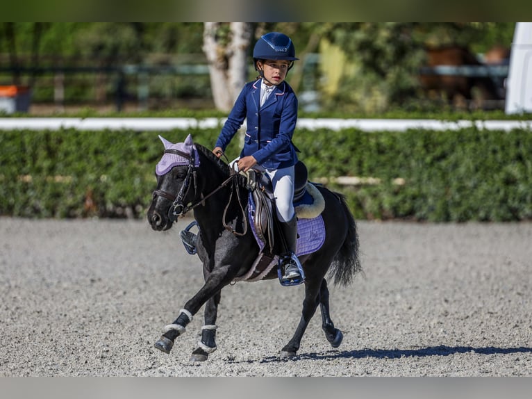 Poni clásico Mestizo Caballo castrado 8 años 105 cm Castaño oscuro in LAS ROZAS DE MADRID