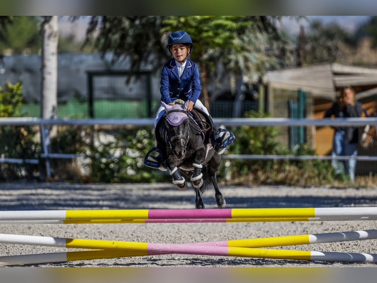 Poni clásico Mestizo Caballo castrado 8 años 105 cm Castaño oscuro in LAS ROZAS DE MADRID