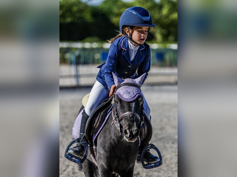 Poni clásico Mestizo Caballo castrado 8 años 105 cm Castaño oscuro in LAS ROZAS DE MADRID