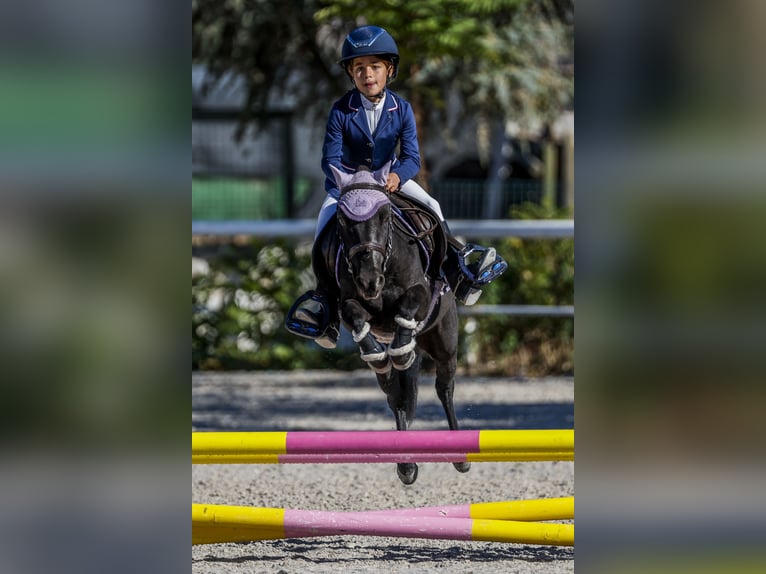 Poni clásico Mestizo Caballo castrado 8 años 105 cm Castaño oscuro in LAS ROZAS DE MADRID